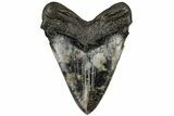 5.13" Fossil Megalodon Tooth - South Carolina - #197884-2